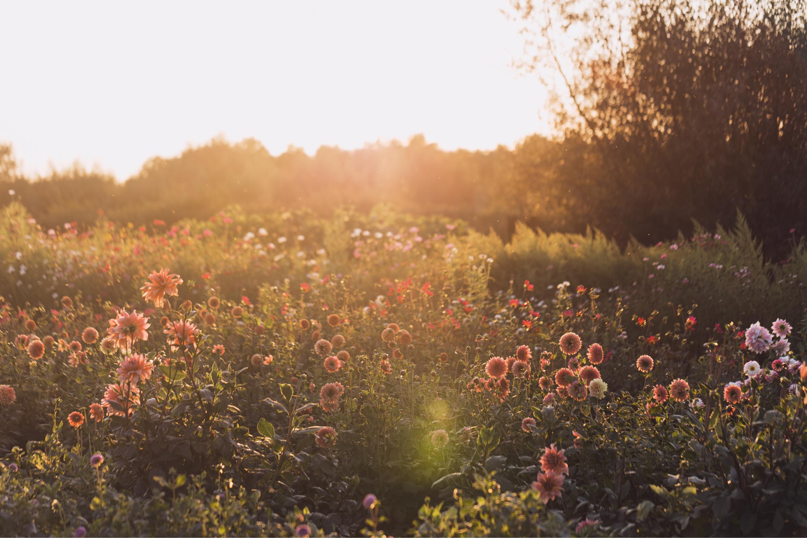 Bloemenwij-zelfplukveld-bloemenplukveld-bloemenboerderij-biologischebloemen-blijebloemen-slowflowers-astene-deinze-